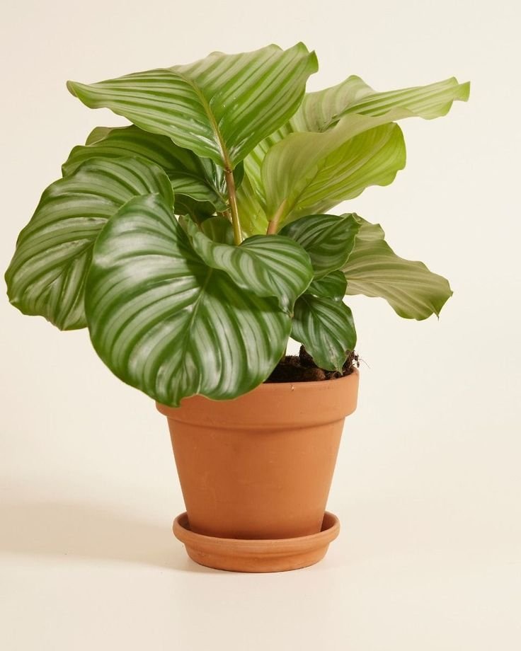 Calathea Orbifolia Exotic